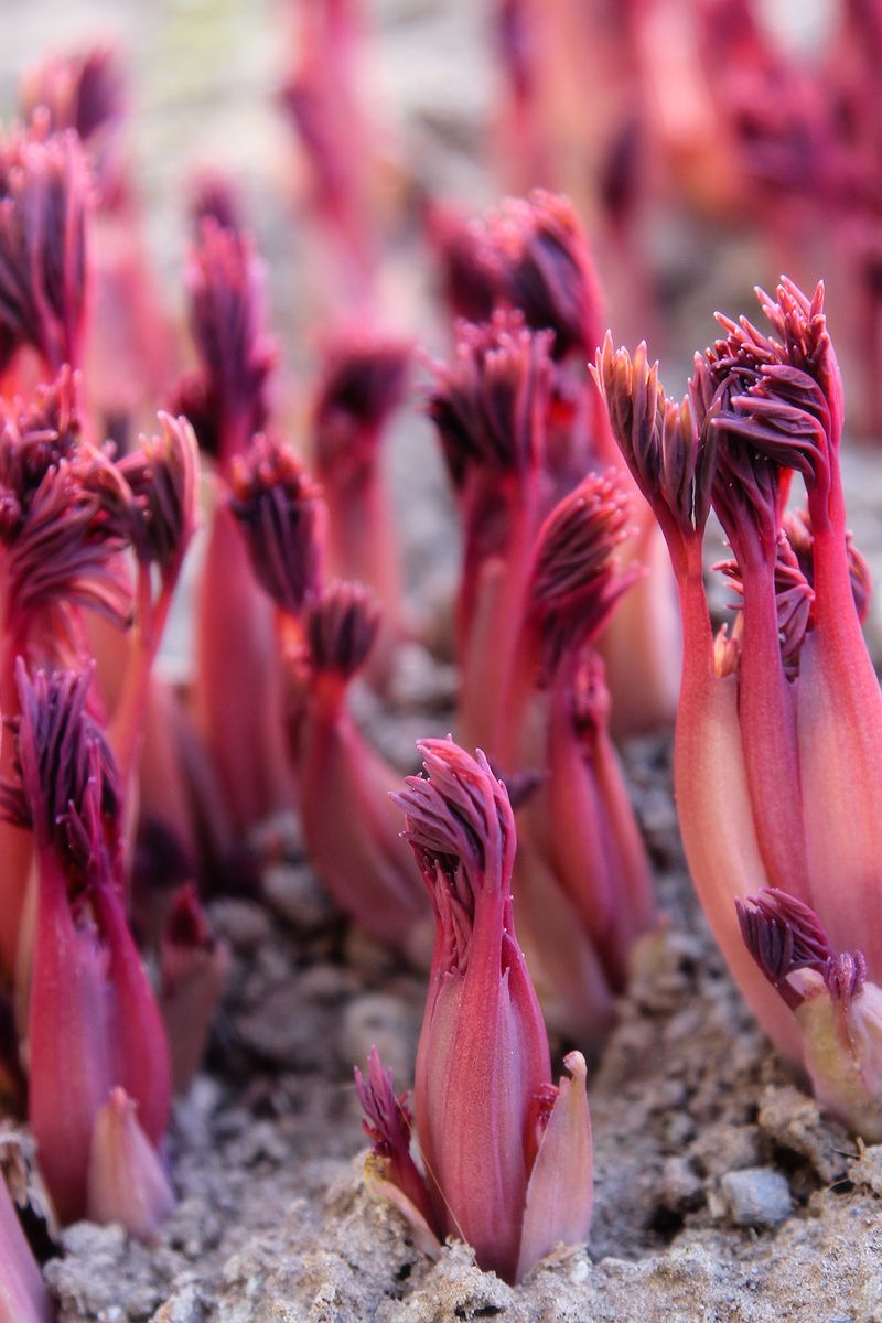 01 texture 01 texture