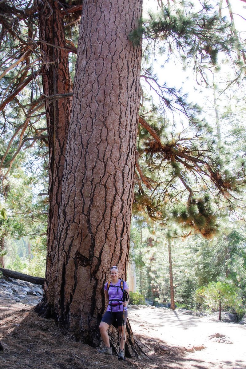 No05piney woods 4x6 No05piney woods 4x6