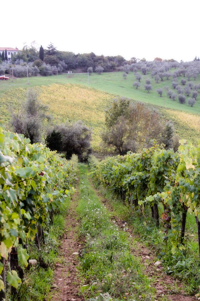 _MG_0974 tuscany _MG_0974 tuscany