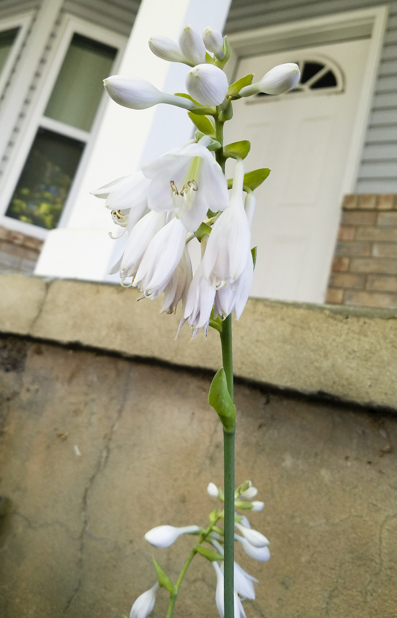 White hosta flowers White hosta flowers