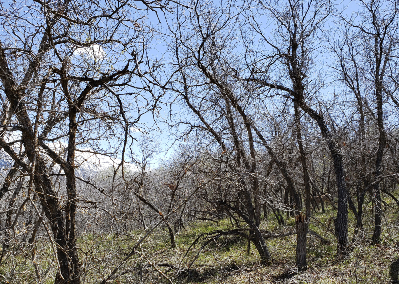 Can you see the deer Can you see the deer