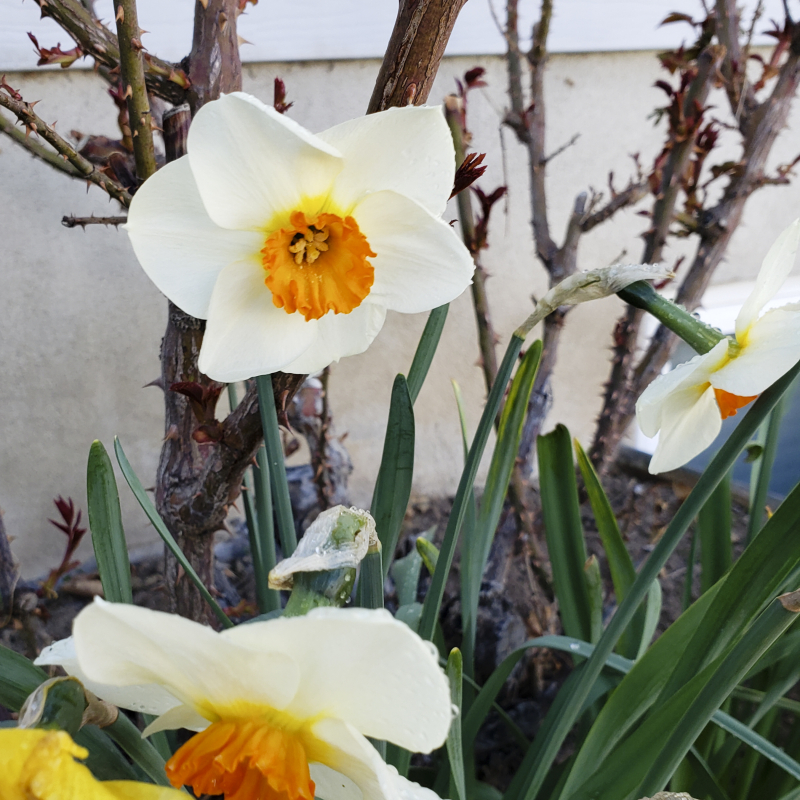 Daffodils 2019 Daffodils 2019